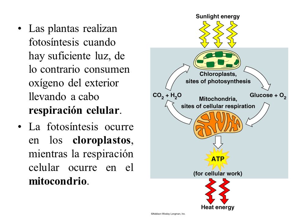 Las plantas realizan fotosíntesis cuando hay suficiente luz, de lo contrario consumen oxígeno del exterior llevando a cabo respiración celular.