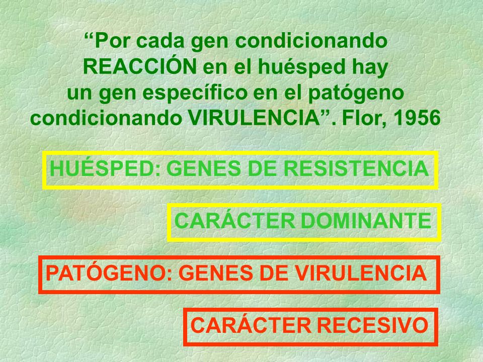 Por cada gen condicionando REACCIÓN en el huésped hay un gen específico en el patógeno condicionando VIRULENCIA . Flor, 1956