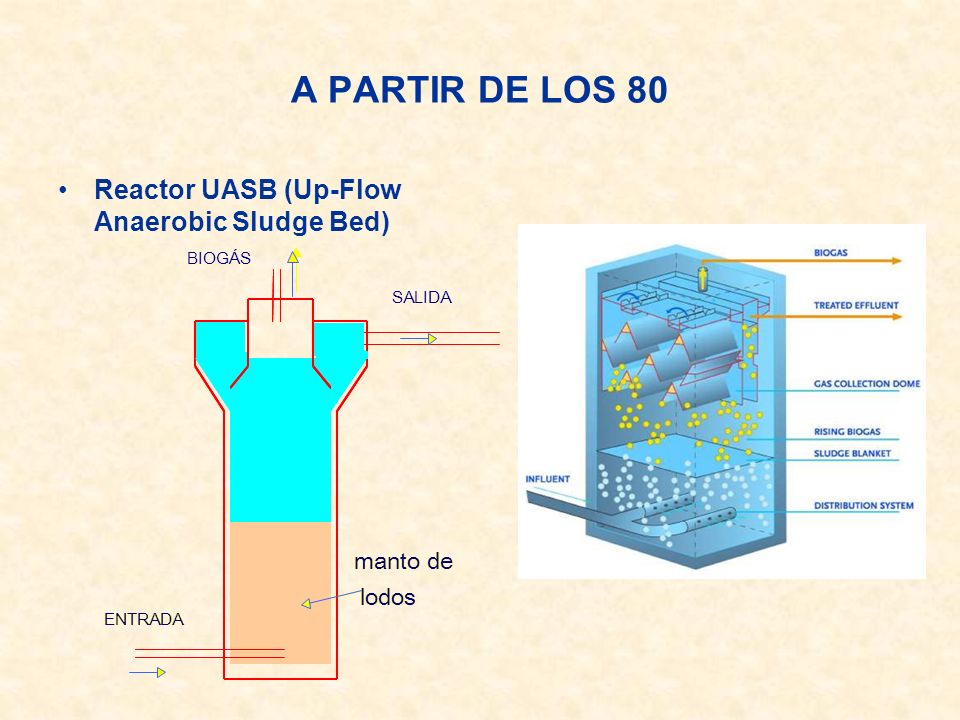 A PARTIR DE LOS 80 Reactor UASB (Up-Flow Anaerobic Sludge Bed)