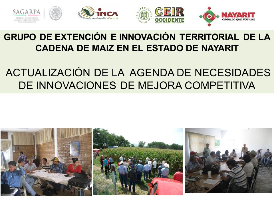 GRUPO DE EXTENCIÓN E INNOVACIÓN TERRITORIAL DE LA CADENA DE MAIZ EN EL ESTADO DE NAYARIT