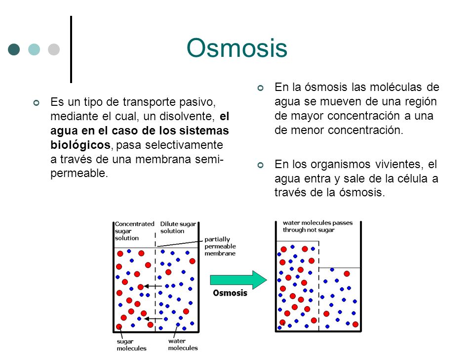 Osmosis En la ósmosis las moléculas de agua se mueven de una región de mayor concentración a una de menor concentración.