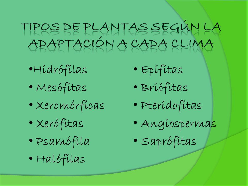 Tipos de plantas según la adaptación a cada clima