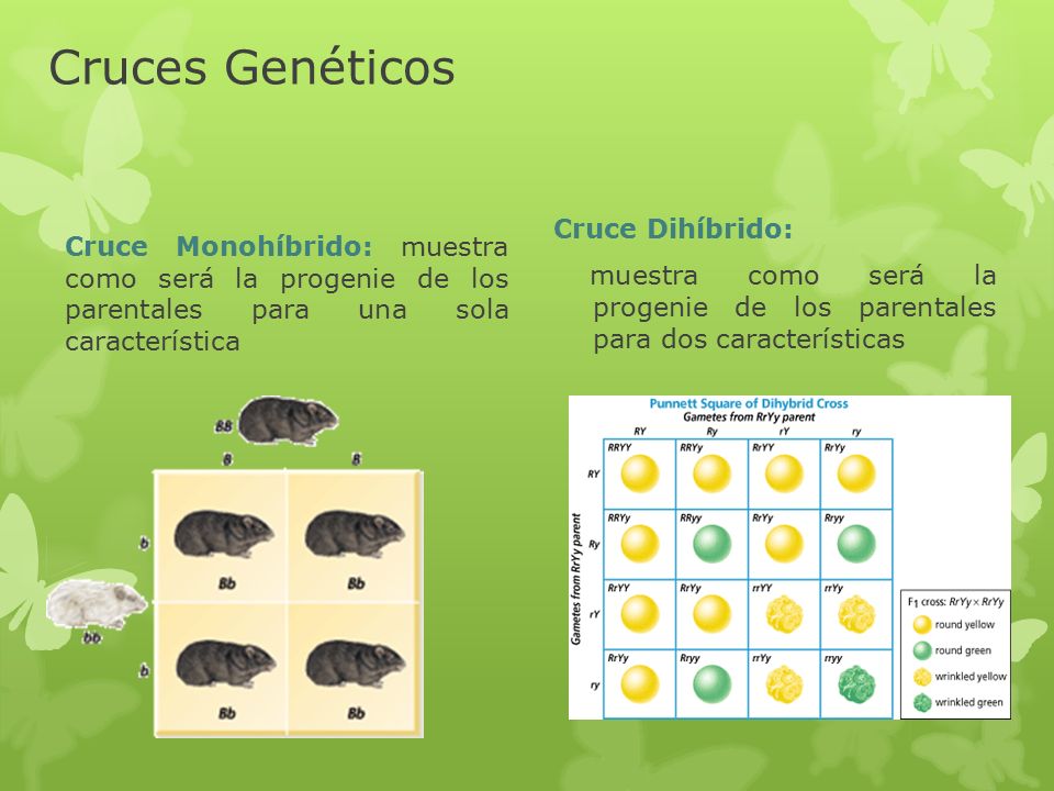 Cruces Genéticos Cruce Dihíbrido: muestra como será la progenie de los parentales para dos características