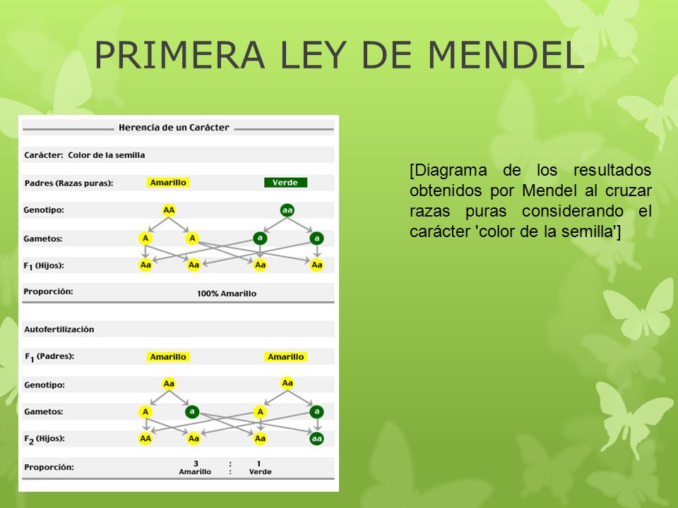 PRIMERA LEY DE MENDEL [Diagrama de los resultados obtenidos por Mendel al cruzar razas puras considerando el carácter color de la semilla ]