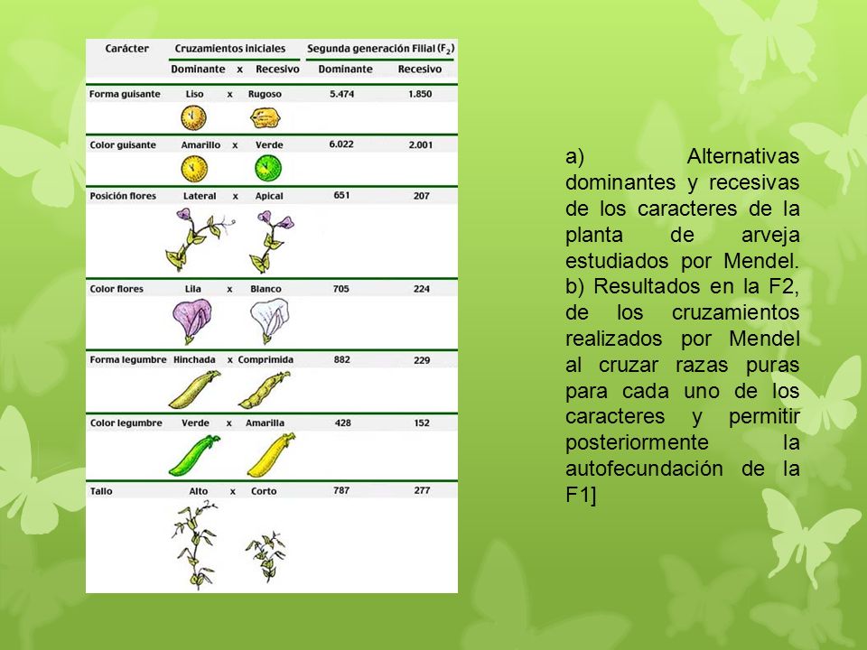 a) Alternativas dominantes y recesivas de los caracteres de la planta de arveja estudiados por Mendel.