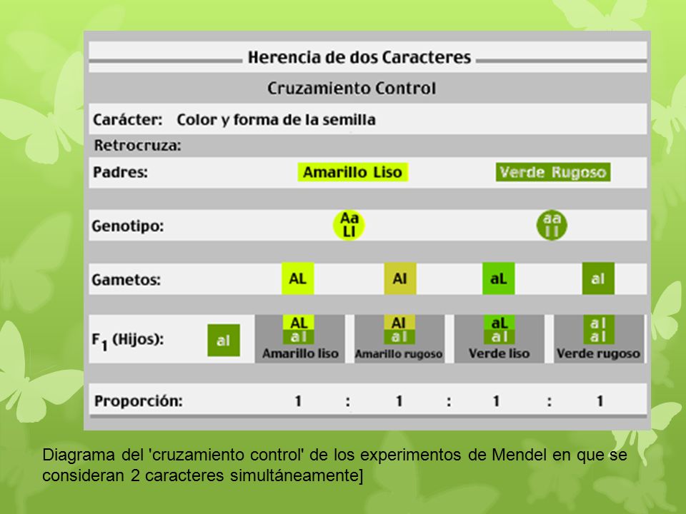 Diagrama del cruzamiento control de los experimentos de Mendel en que se consideran 2 caracteres simultáneamente]