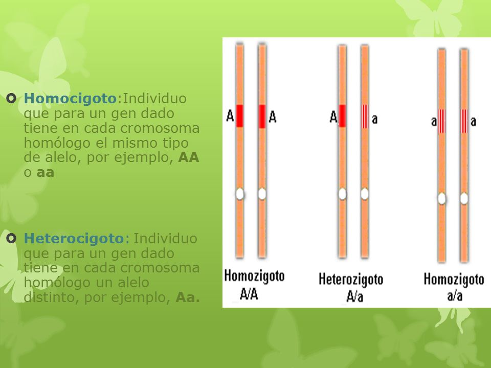 Homocigoto:Individuo que para un gen dado tiene en cada cromosoma homólogo el mismo tipo de alelo, por ejemplo, AA o aa