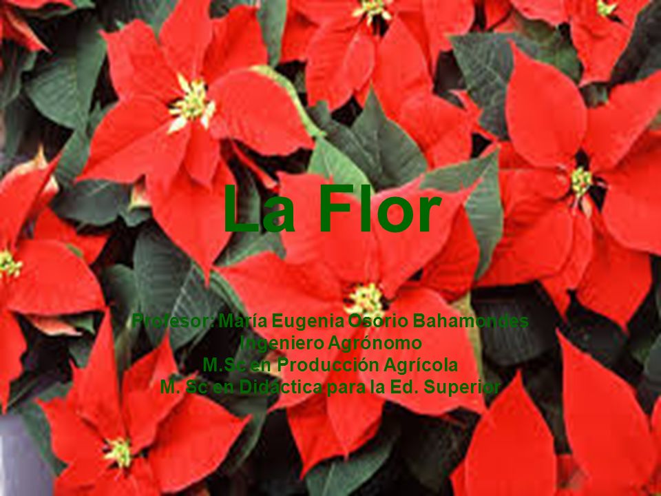 La Flor Profesor: María Eugenia Osorio Bahamondes Ingeniero Agrónomo