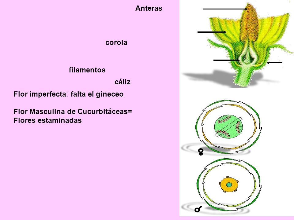 Anteras corola. Flor imperfecta: falta el gineceo. Flor Masculina de Cucurbitáceas= Flores estaminadas.