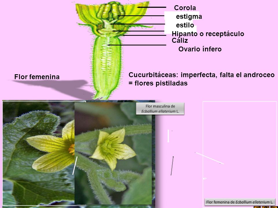 Corola estigma. estilo. Hipanto o receptáculo. Cáliz. Ovario ínfero. Cucurbitáceas: imperfecta, falta el androceo.
