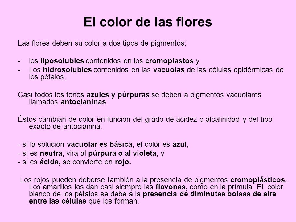 El color de las flores Las flores deben su color a dos tipos de pigmentos: los liposolubles contenidos en los cromoplastos y.