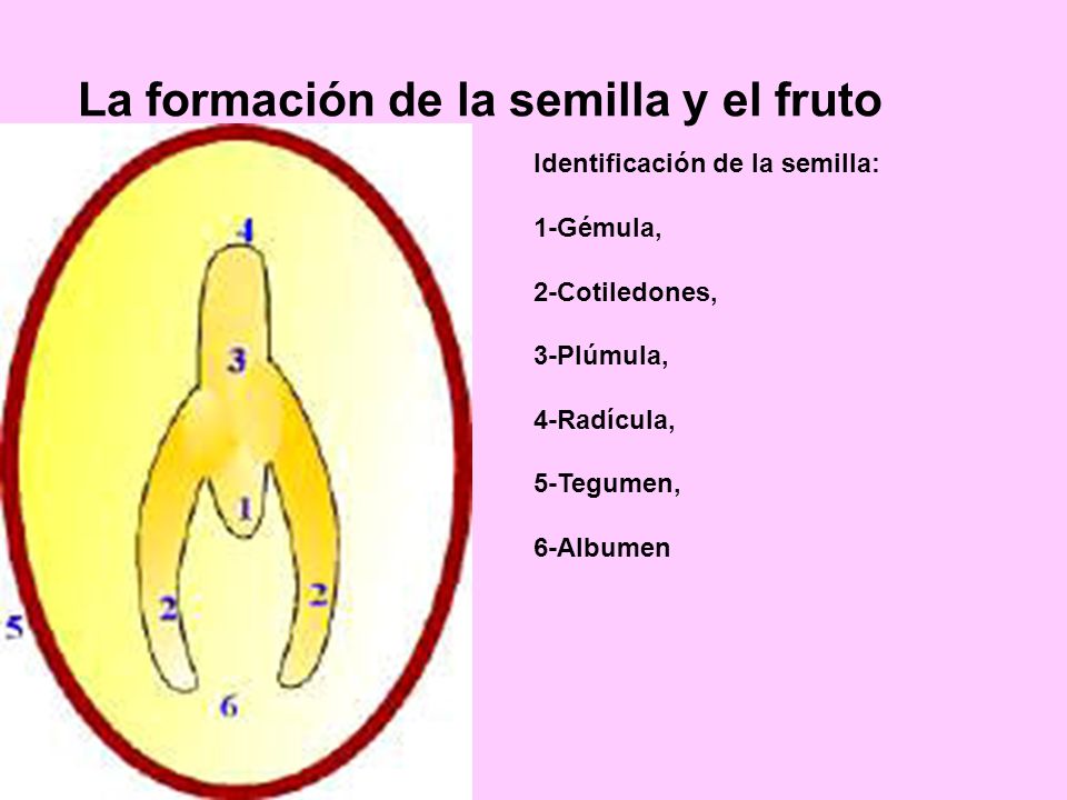 La formación de la semilla y el fruto