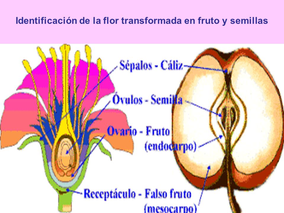 Identificación de la flor transformada en fruto y semillas