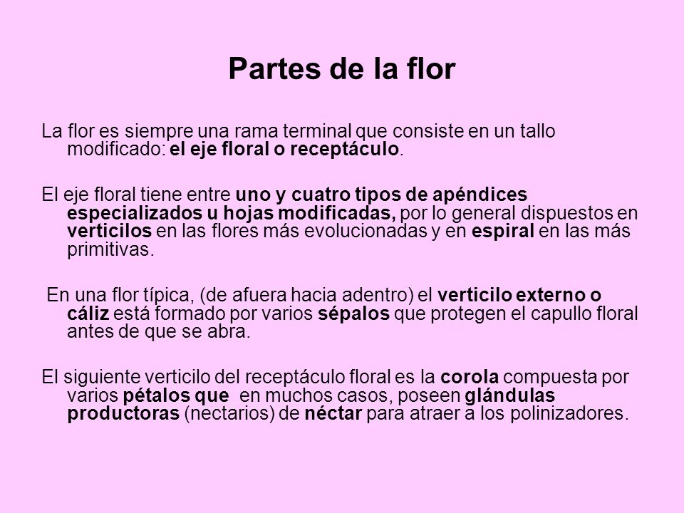 Partes de la flor La flor es siempre una rama terminal que consiste en un tallo modificado: el eje floral o receptáculo.