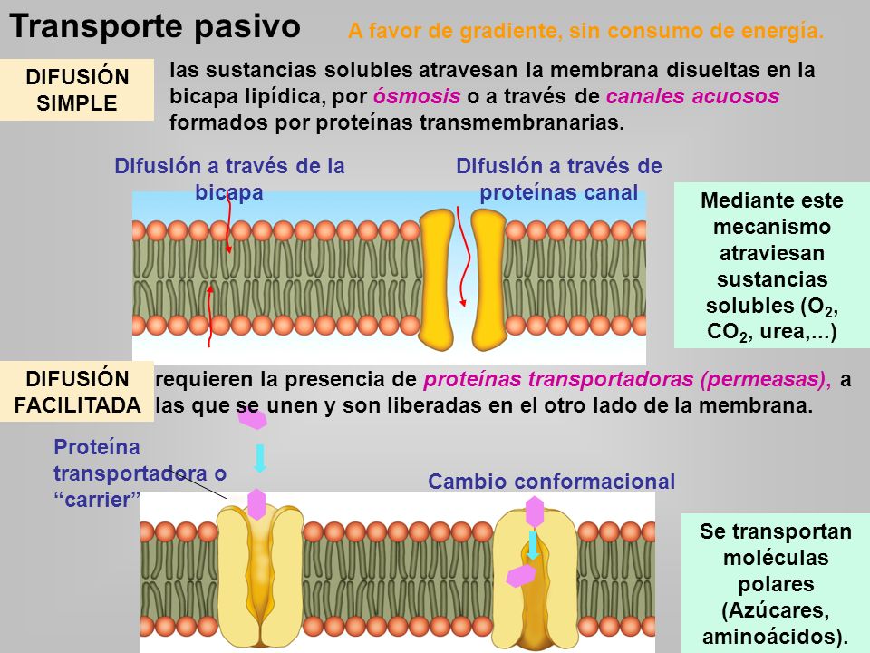 Transporte pasivo A favor de gradiente, sin consumo de energía.