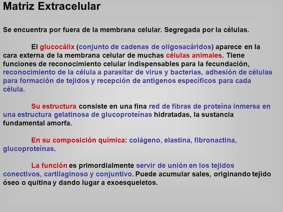 Matriz Extracelular Se encuentra por fuera de la membrana celular. Segregada por la células.