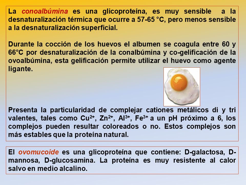 La conoalbúmina es una glicoproteína, es muy sensible a la desnaturalización térmica que ocurre a °C, pero menos sensible a la desnaturalización superficial.