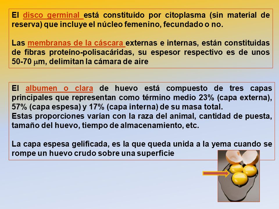 El disco germinal está constituido por citoplasma (sin material de reserva) que incluye el núcleo femenino, fecundado o no.