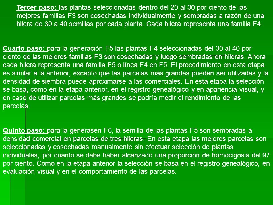 Tercer paso: las plantas seleccionadas dentro del 20 al 30 por ciento de las mejores familias F3 son cosechadas individualmente y sembradas a razón de una hilera de 30 a 40 semillas por cada planta. Cada hilera representa una familia F4.