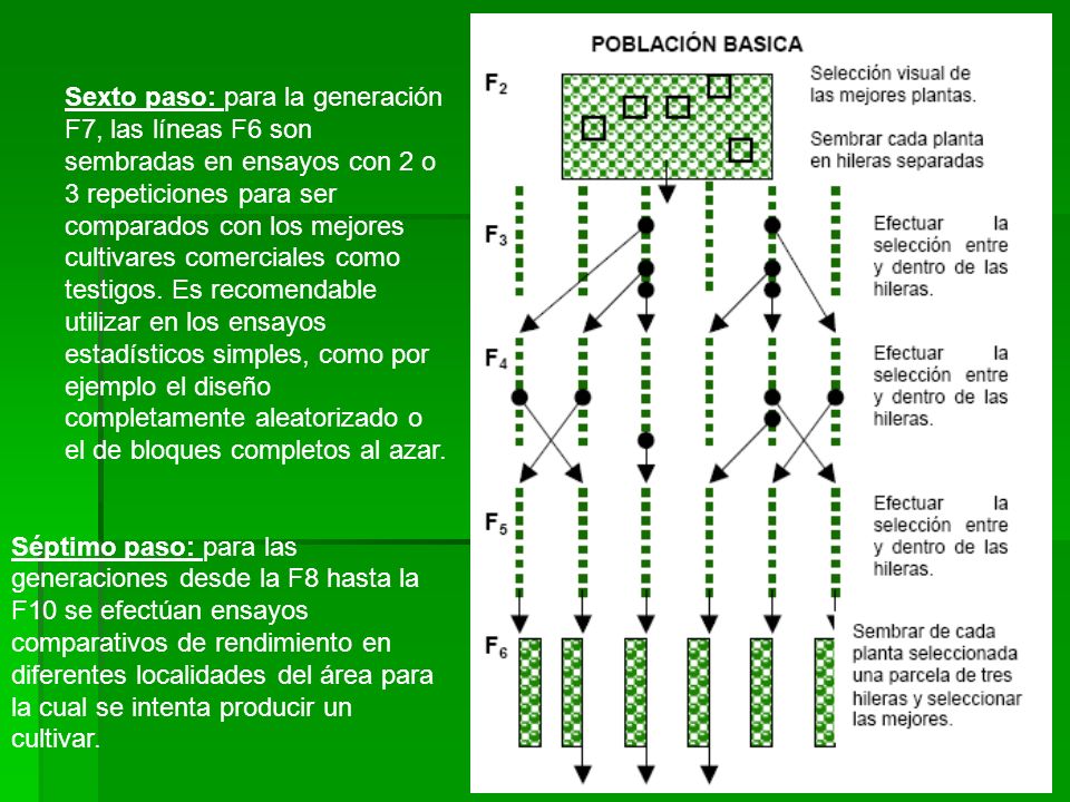 Sexto paso: para la generación F7, las líneas F6 son sembradas en ensayos con 2 o 3 repeticiones para ser comparados con los mejores cultivares comerciales como testigos. Es recomendable utilizar en los ensayos estadísticos simples, como por ejemplo el diseño completamente aleatorizado o el de bloques completos al azar.