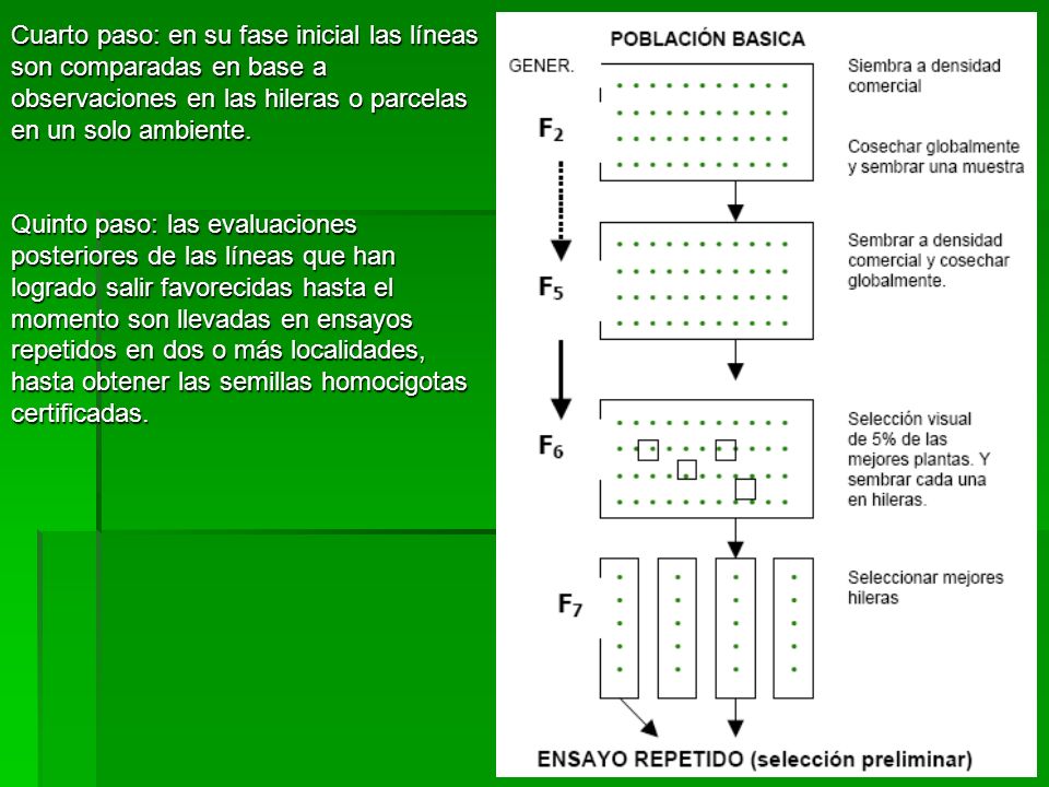 Cuarto paso: en su fase inicial las líneas son comparadas en base a observaciones en las hileras o parcelas en un solo ambiente.