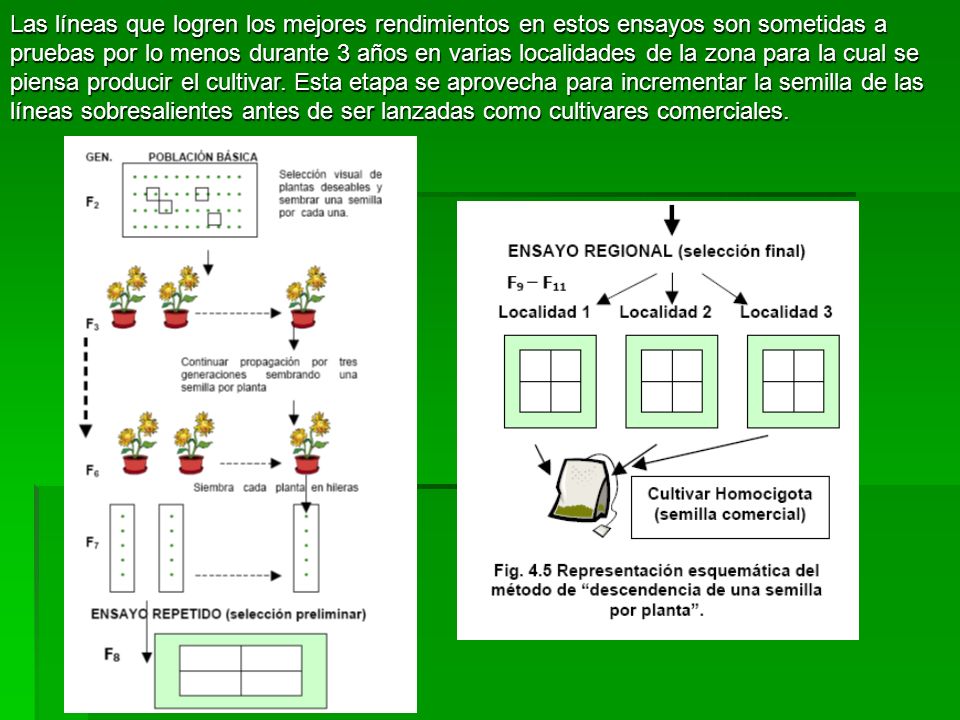Las líneas que logren los mejores rendimientos en estos ensayos son sometidas a pruebas por lo menos durante 3 años en varias localidades de la zona para la cual se piensa producir el cultivar.