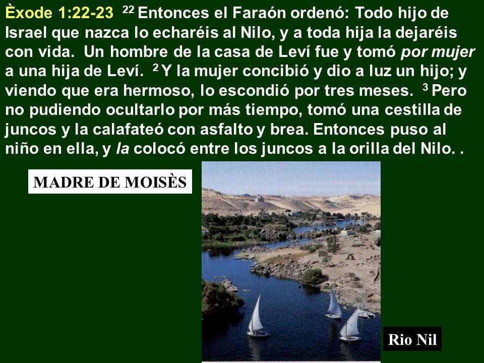 Èxode 1: Entonces el Faraón ordenó: Todo hijo de Israel que nazca lo echaréis al Nilo, y a toda hija la dejaréis con vida. Un hombre de la casa de Leví fue y tomó por mujer a una hija de Leví. 2 Y la mujer concibió y dio a luz un hijo; y viendo que era hermoso, lo escondió por tres meses. 3 Pero no pudiendo ocultarlo por más tiempo, tomó una cestilla de juncos y la calafateó con asfalto y brea. Entonces puso al niño en ella, y la colocó entre los juncos a la orilla del Nilo. .