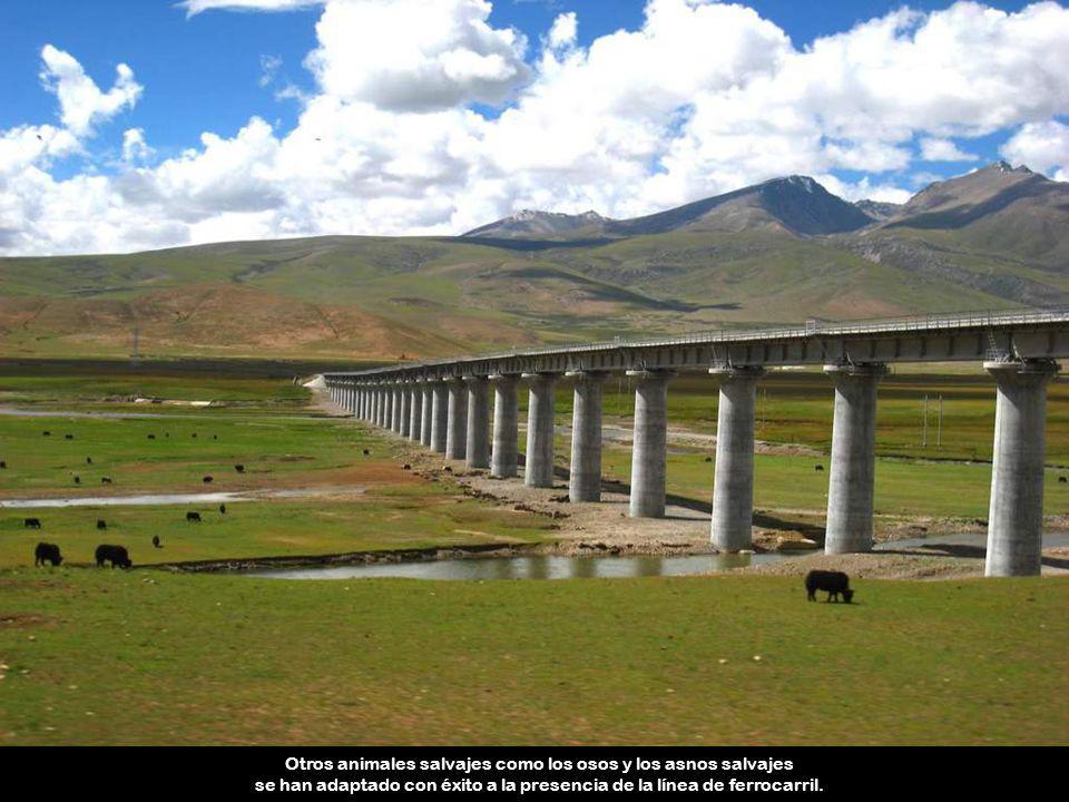 Otros animales salvajes como los osos y los asnos salvajes se han adaptado con éxito a la presencia de la línea de ferrocarril.