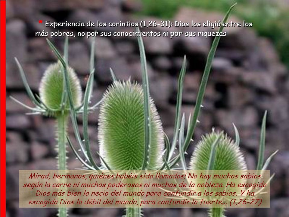 * Experiencia de los corintios (1,26-31): Dios los eligió entre los más pobres, no por sus conocimientos ni por sus riquezas