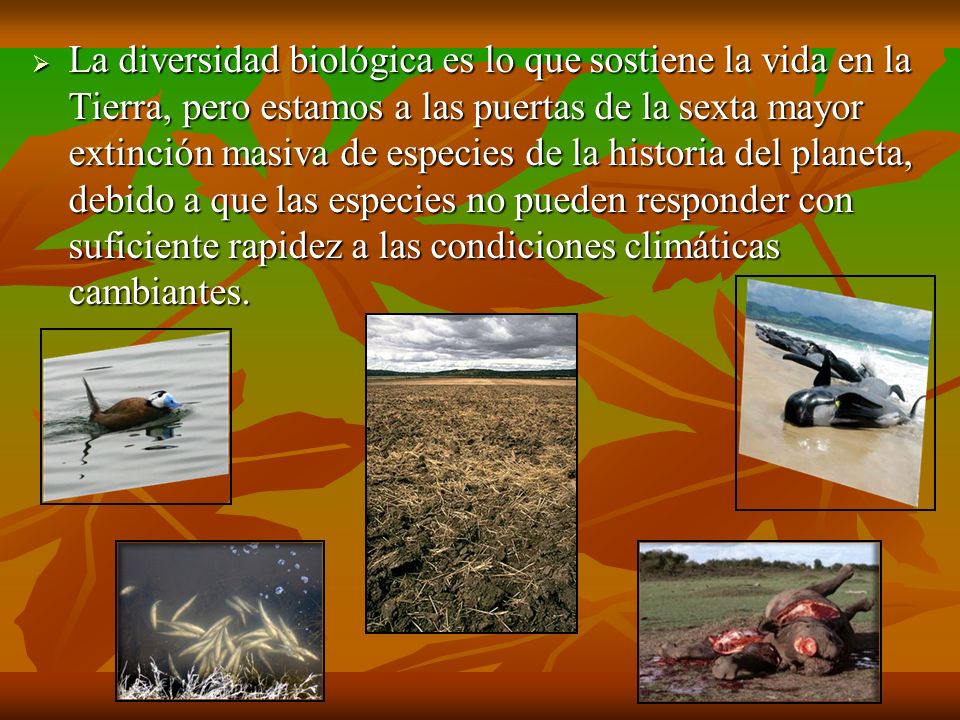 La diversidad biológica es lo que sostiene la vida en la Tierra, pero estamos a las puertas de la sexta mayor extinción masiva de especies de la historia del planeta, debido a que las especies no pueden responder con suficiente rapidez a las condiciones climáticas cambiantes.