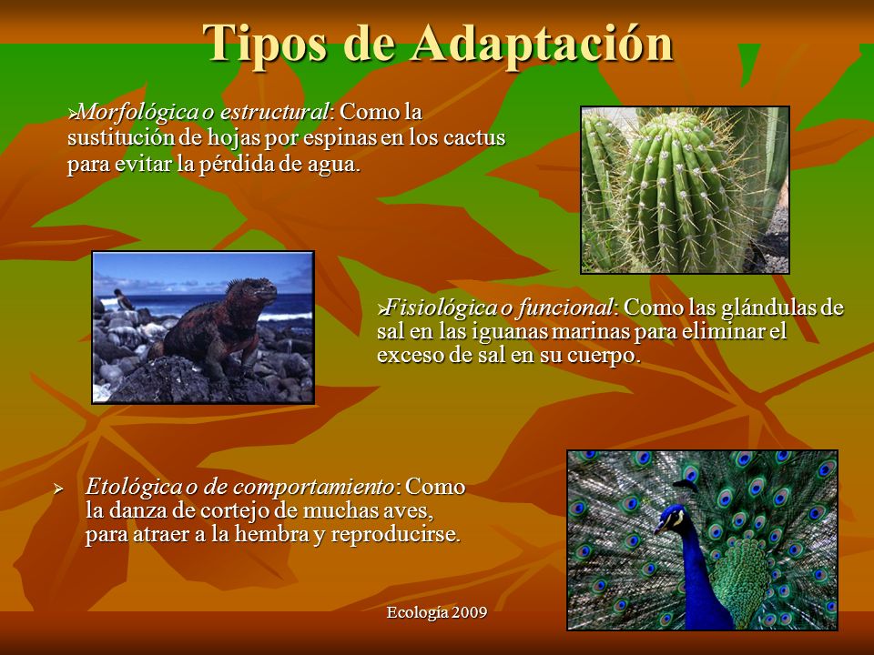 Tipos de Adaptación Morfológica o estructural: Como la sustitución de hojas por espinas en los cactus para evitar la pérdida de agua.