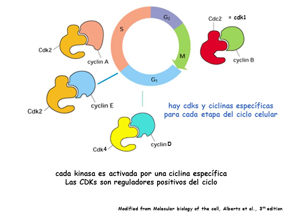 Ciclinas Y Cdk En El Ciclo Celular Compartir Celular 0517