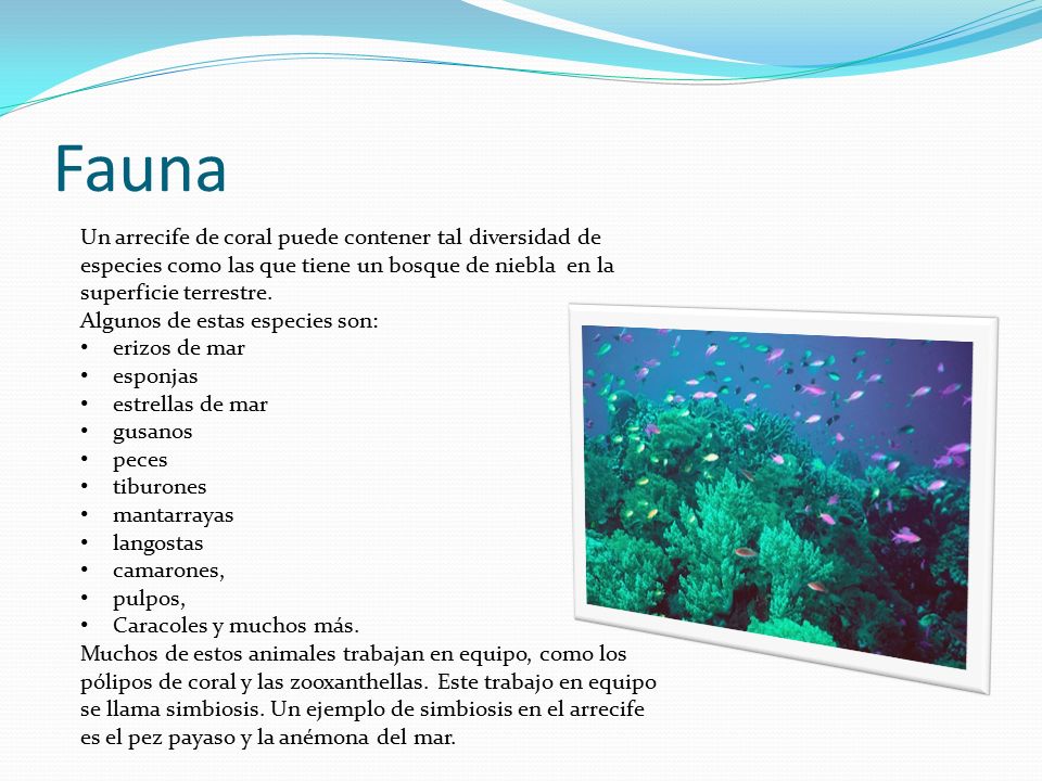 Fauna Un arrecife de coral puede contener tal diversidad de especies como las que tiene un bosque de niebla en la superficie terrestre.
