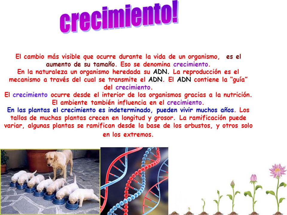 crecimiento! El cambio más visible que ocurre durante la vida de un organismo, es el aumento de su tamaño. Eso se denomina crecimiento.