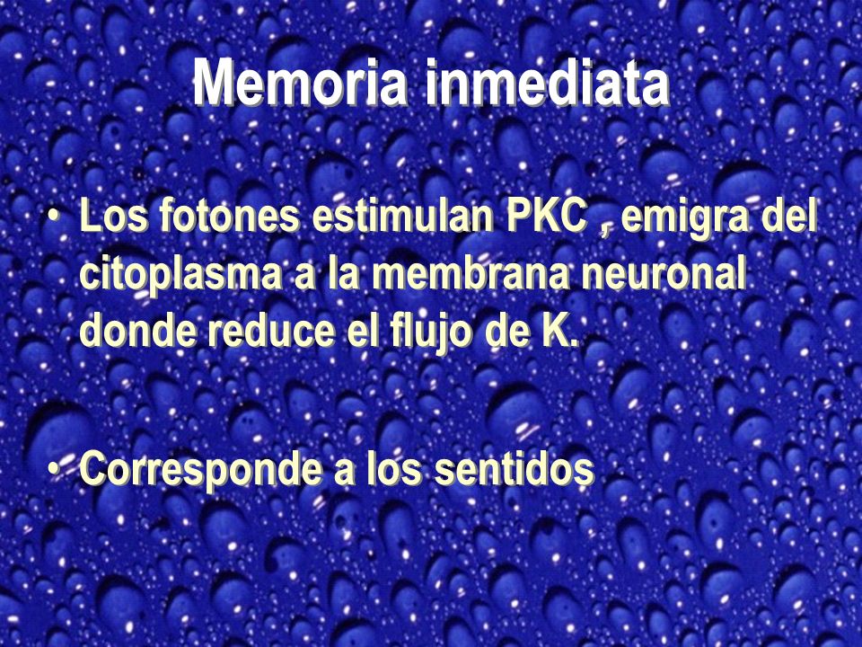 Memoria inmediata Los fotones estimulan PKC , emigra del citoplasma a la membrana neuronal donde reduce el flujo de K.