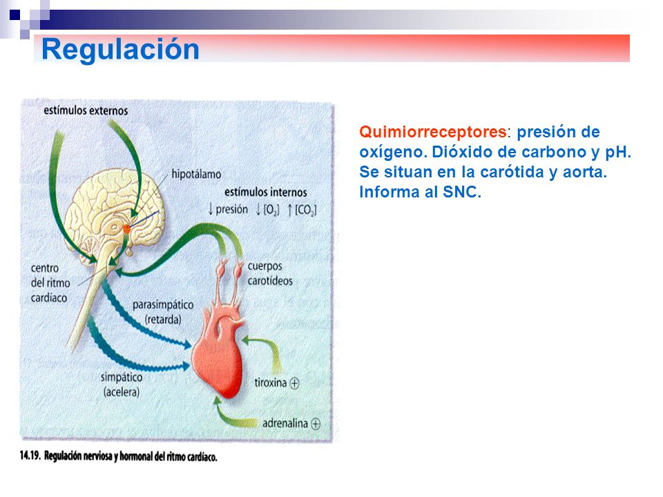 Regulación Quimiorreceptores: presión de oxígeno. Dióxido de carbono y pH. Se situan en la carótida y aorta.