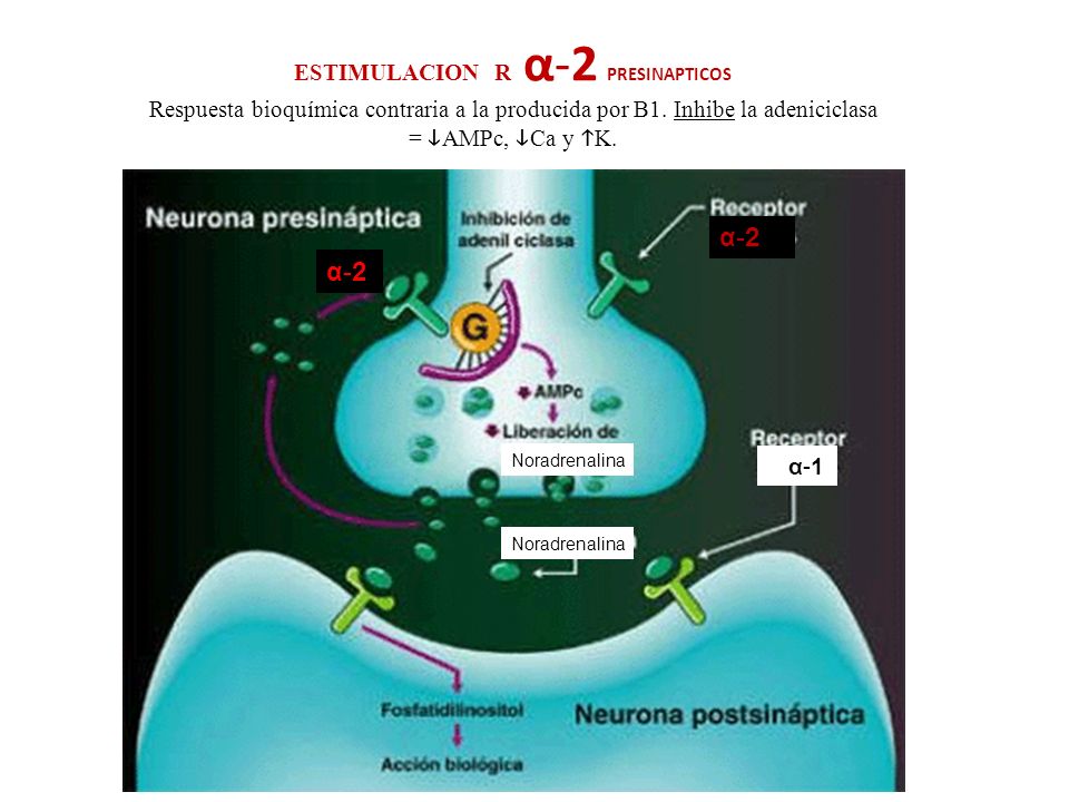 ESTIMULACION R α-2 PRESINAPTICOS Respuesta bioquímica contraria a la producida por B1. Inhibe la adeniciclasa = AMPc, Ca y K.