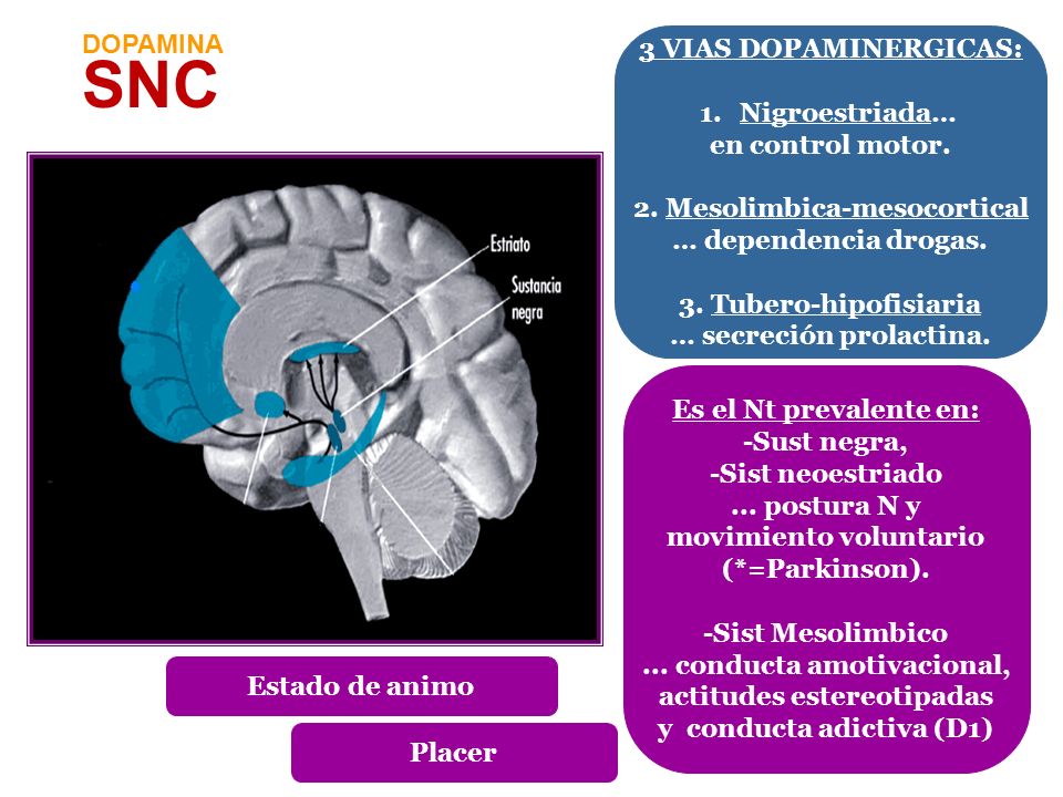 SNC DOPAMINA 3 vias dopaminergicas: Nigroestriada… en control motor.