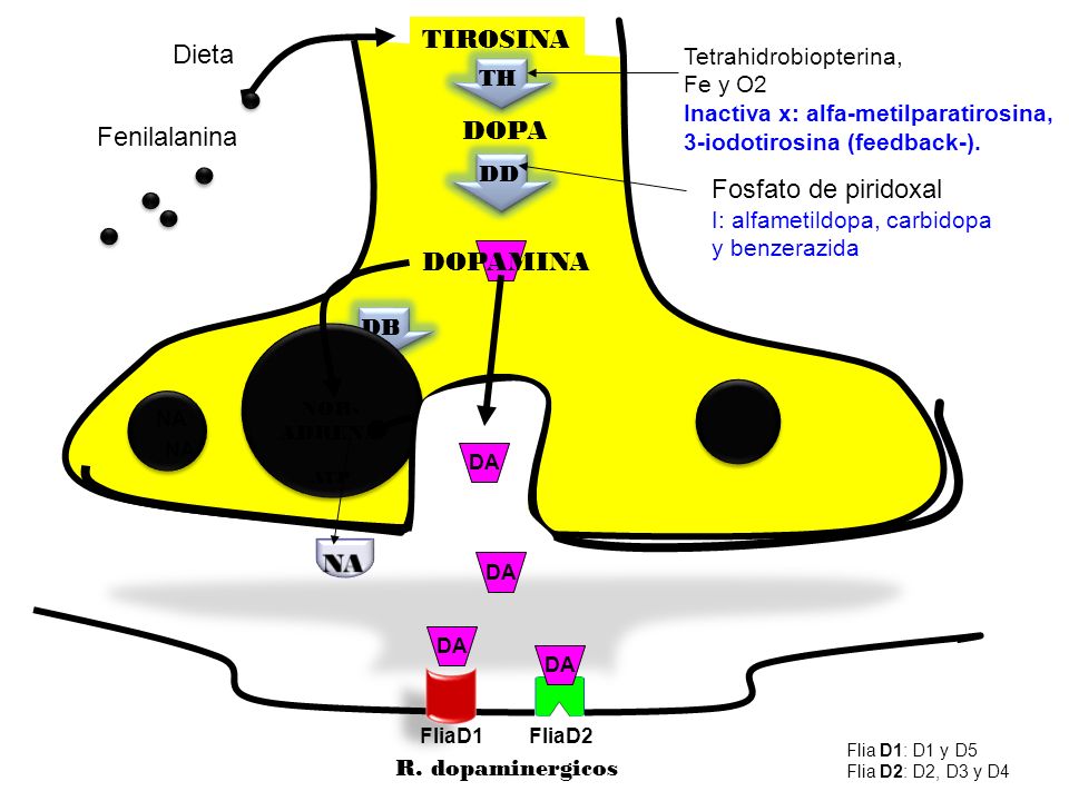 TIROSINA Dieta DOPA Fenilalanina Fosfato de piridoxal DOPAMINA NA NA