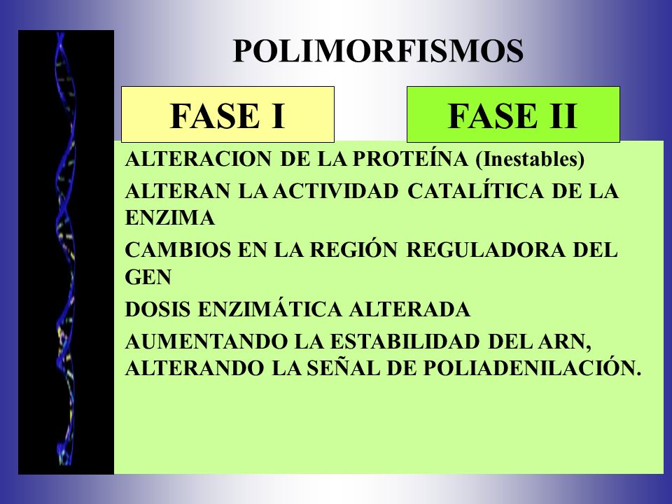 FASE I FASE II POLIMORFISMOS ALTERACION DE LA PROTEÍNA (Inestables)