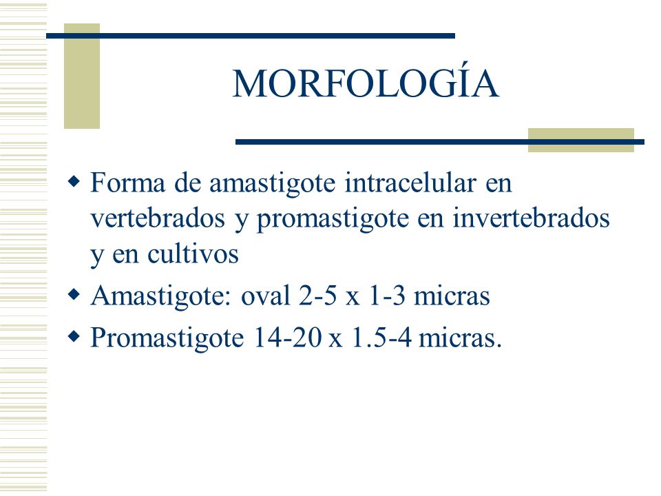 MORFOLOGÍA Forma de amastigote intracelular en vertebrados y promastigote en invertebrados y en cultivos.