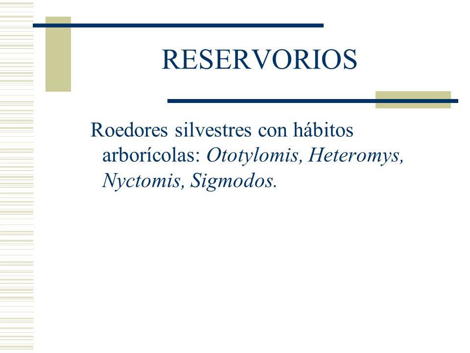 RESERVORIOS Roedores silvestres con hábitos arborícolas: Ototylomis, Heteromys, Nyctomis, Sigmodos.