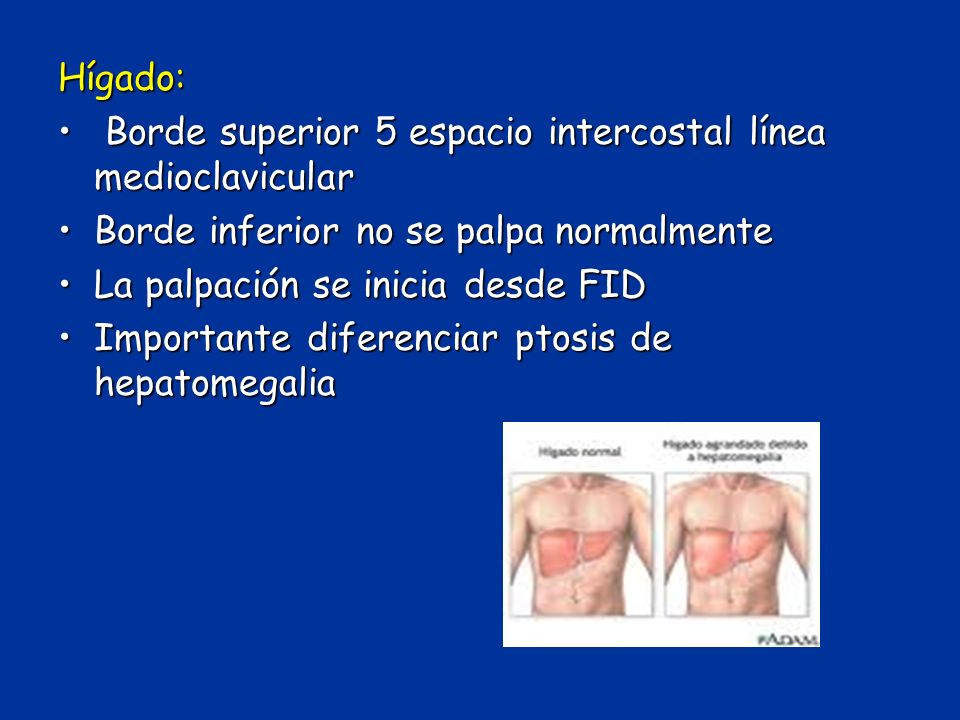 Hígado: Borde superior 5 espacio intercostal línea medioclavicular. Borde inferior no se palpa normalmente.