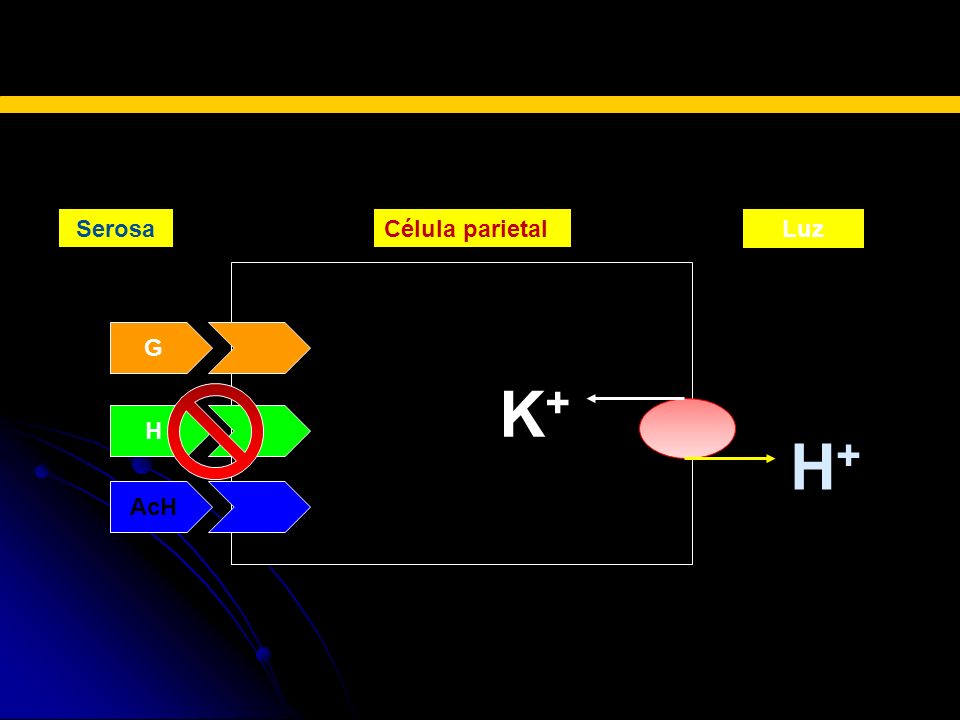 BLOQUEADORES H2 Serosa Célula parietal Luz K+ G H H+ AcH