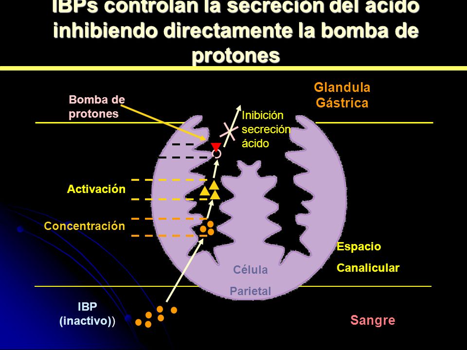 IBPs controlan la secreción del ácido inhibiendo directamente la bomba de protones