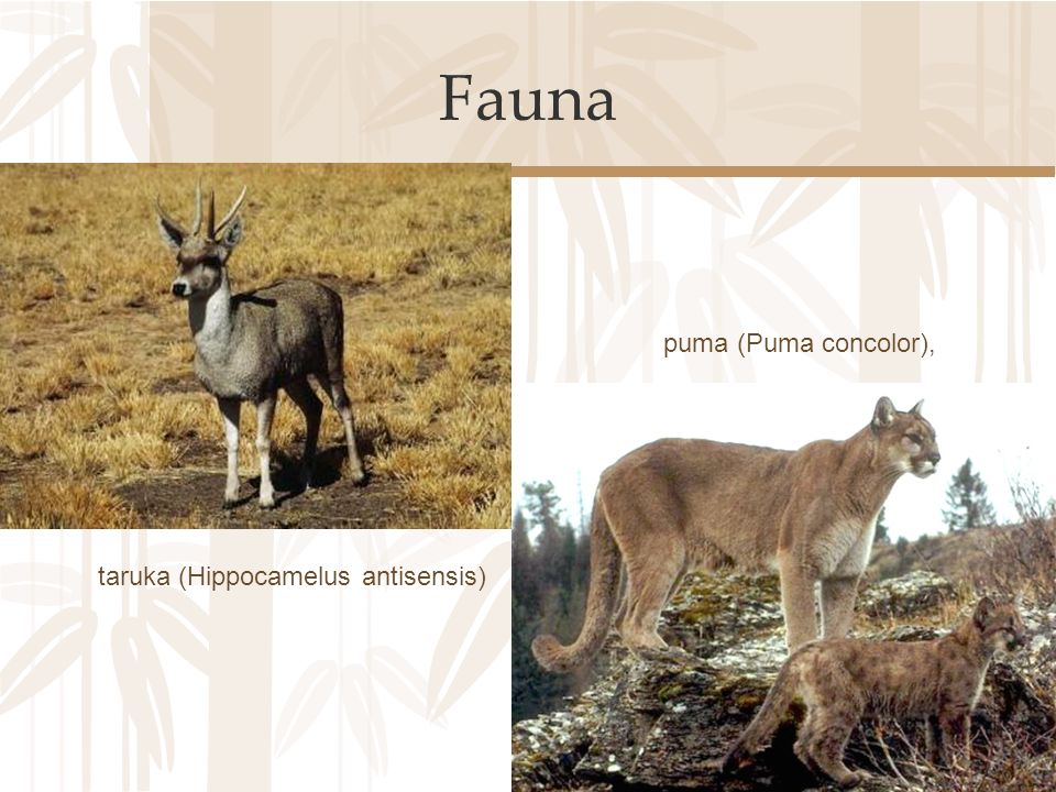 Fauna puma (Puma concolor), taruka (Hippocamelus antisensis)