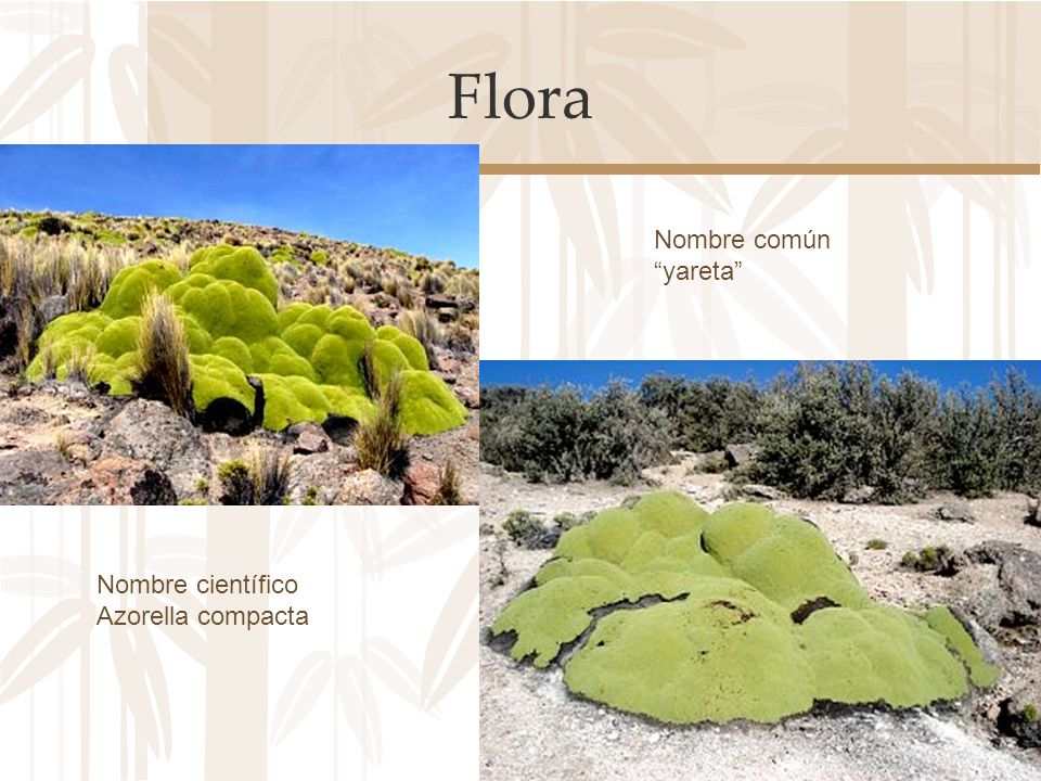 Flora Nombre común yareta Nombre científico Azorella compacta