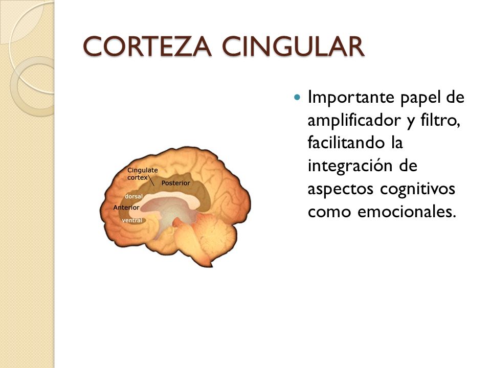 CORTEZA CINGULAR Importante papel de amplificador y filtro, facilitando la integración de aspectos cognitivos como emocionales.