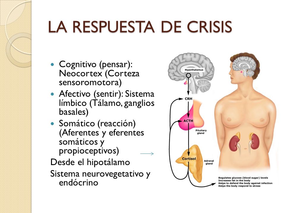 LA RESPUESTA DE CRISIS Cognitivo (pensar): Neocortex (Corteza sensoromotora) Afectivo (sentir): Sistema límbico (Tálamo, ganglios basales)