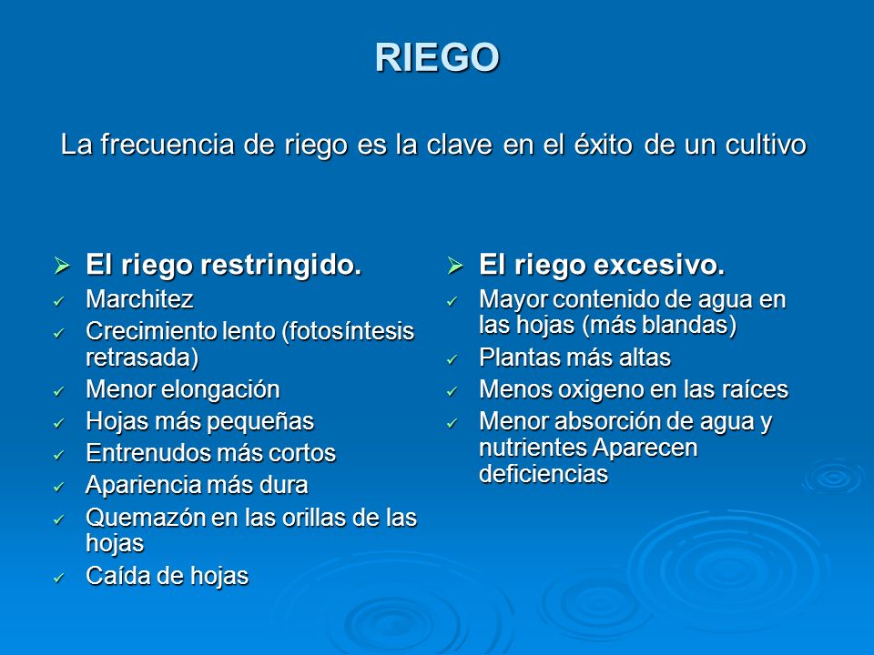 RIEGO La frecuencia de riego es la clave en el éxito de un cultivo